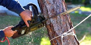 Best Tree Risk Assessment  in Parker, AZ