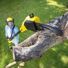 Best Commercial Tree Services  in Parker, AZ