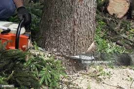 Best Stump Grinding and Removal  in Parker, AZ
