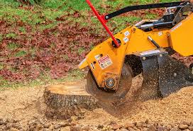 Best Tree Health Inspection  in Parker, AZ