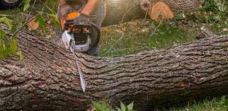 How Our Tree Care Process Works  in  Parker, AZ