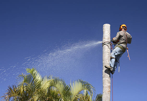 Best Tree Cabling and Bracing  in Parker, AZ