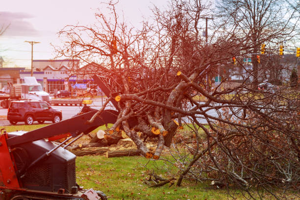 Best Hazardous Tree Removal  in Parker, AZ