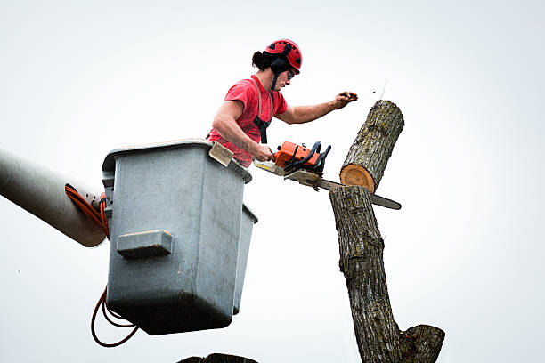 Best Fruit Tree Pruning  in Parker, AZ