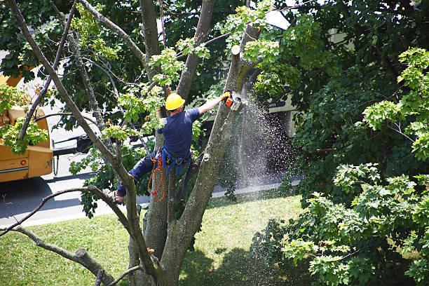Trusted Parker, AZ Tree Care Experts