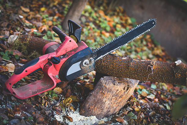 Best Firewood Processing and Delivery  in Parker, AZ